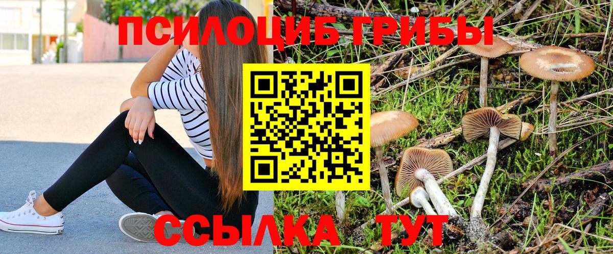 Псилоцибиновые грибы Psilocybine cubensis Кимры